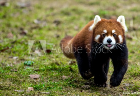 Bild på Red panda